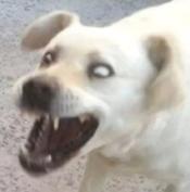 DƬ